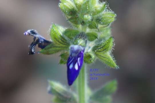 Image de Salvia nana Kunth