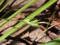 Image of Willdenow's sedge