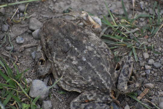 Image of Rhinella limensis (Werner 1901)