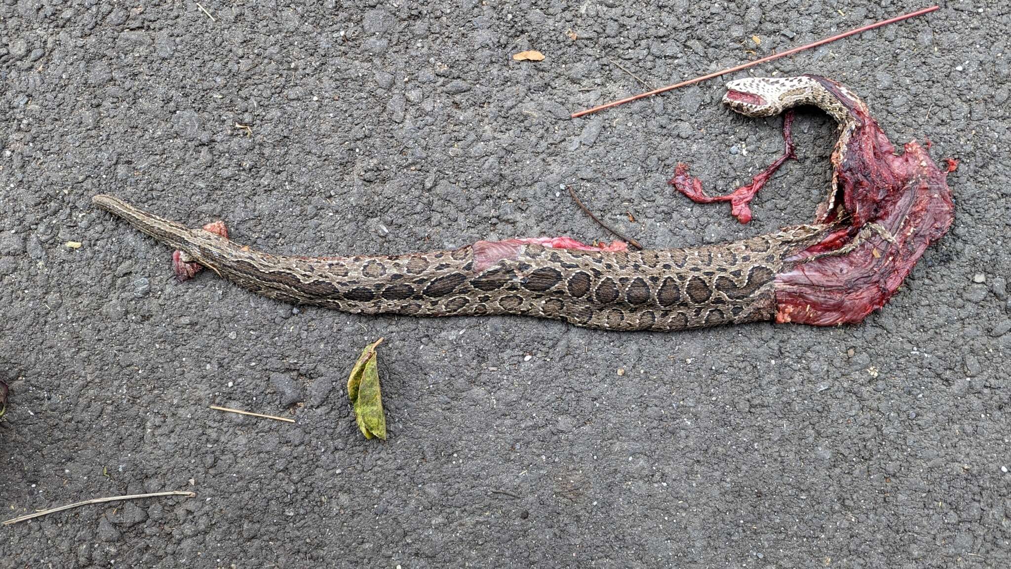 Image of Eastern Russell's Viper