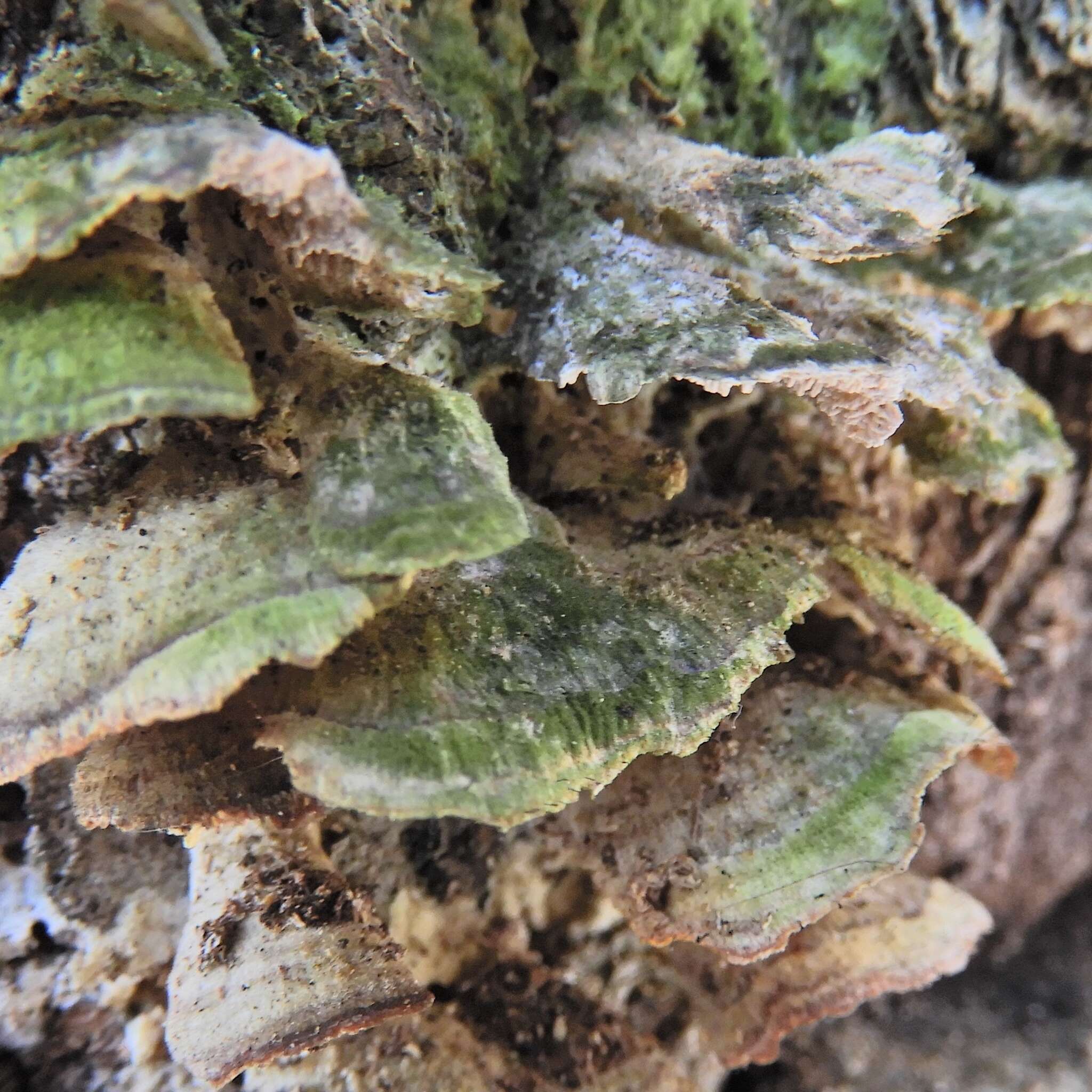 Image of phaeocalicium lichen