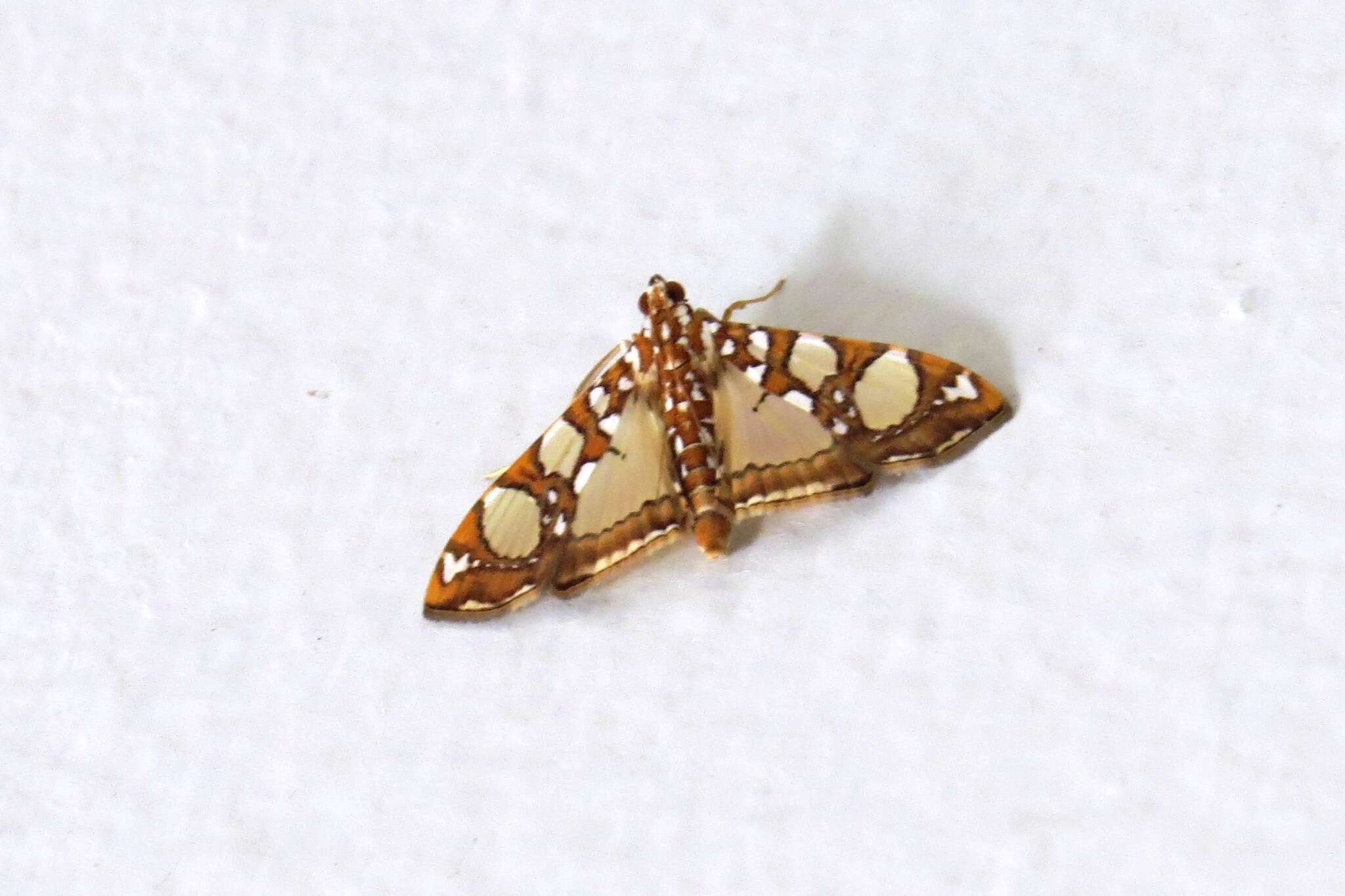 Image of Mulberry Leaftier Moth