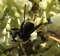 Image of Criorhina aurea Lovett 1919