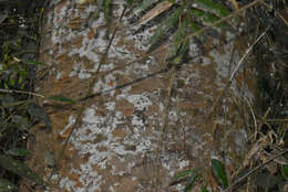 Image of Atherton Kauri Pine