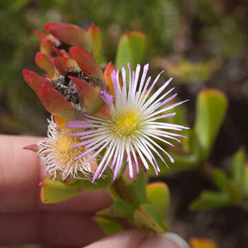 Image of Erepsia steytlerae L. Bol.