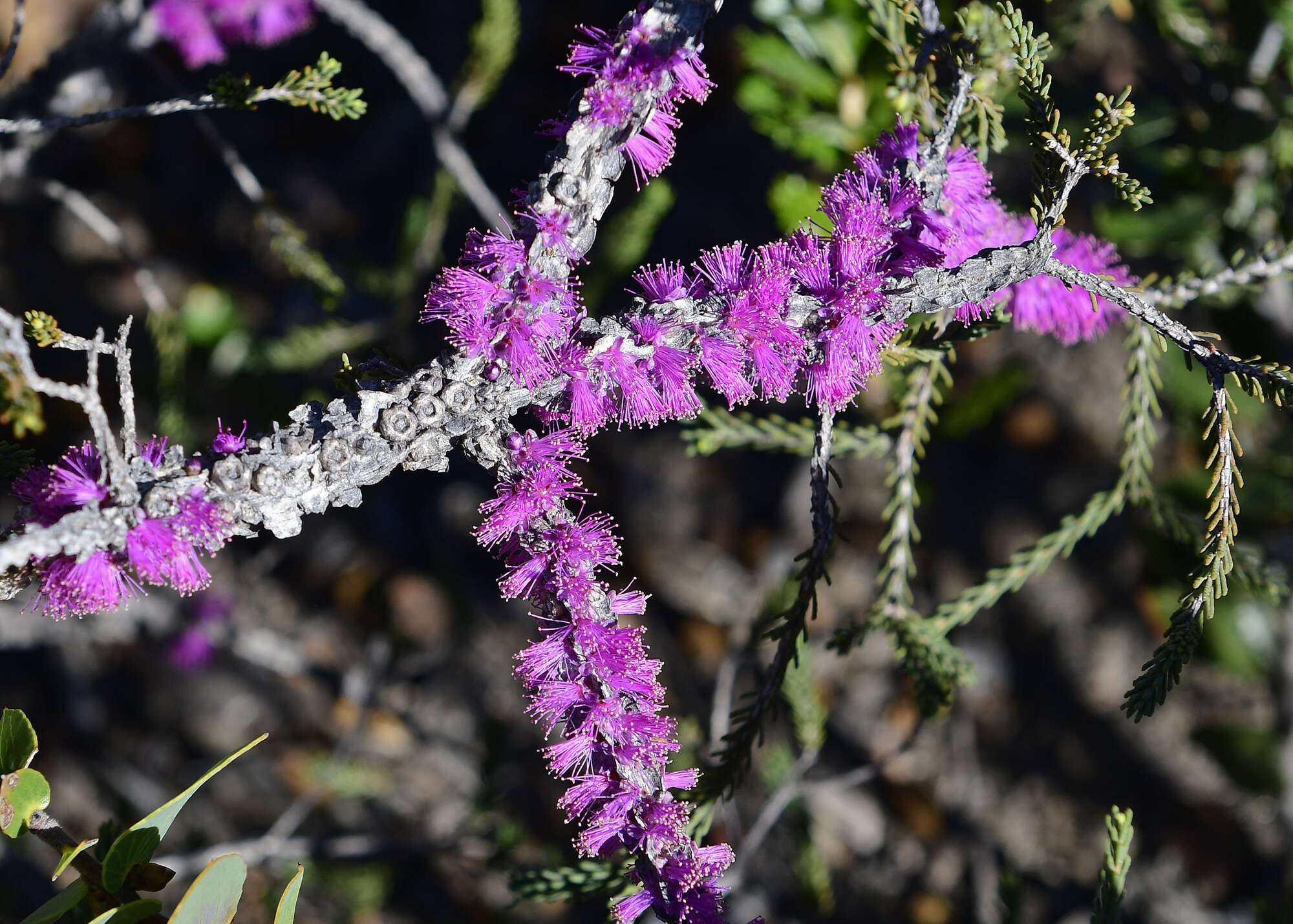 Image of Melaleuca suberosa (Schau.) C. A. Gardner