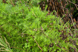 Image of Asparagus cochinchinensis (Lour.) Merr.