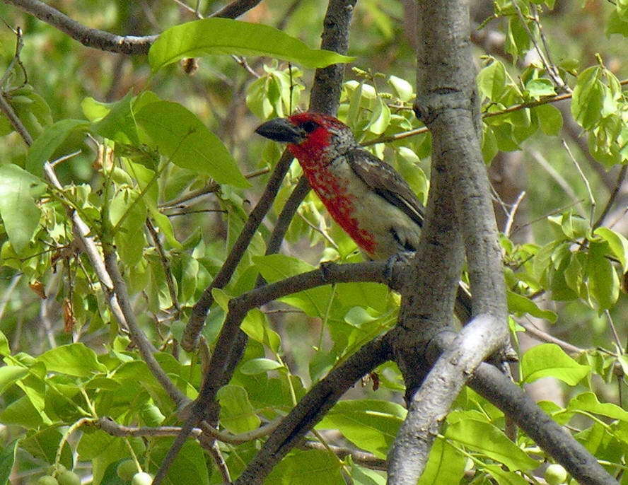 Image of Vieillot's Barbet