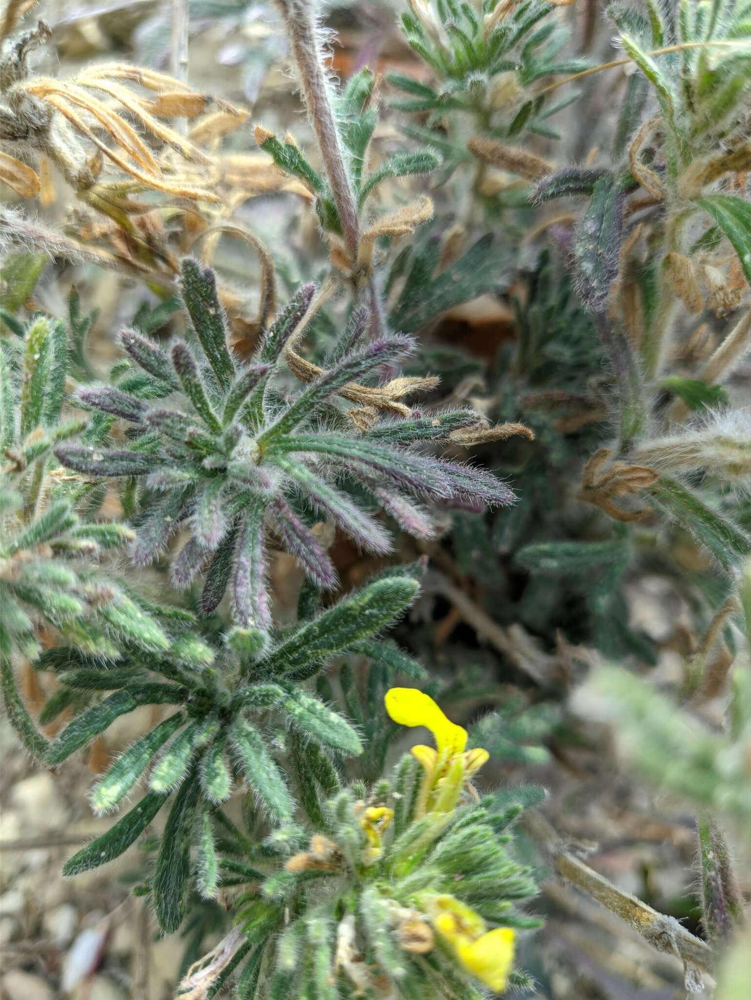 Слика од Ajuga mollis Gladkova