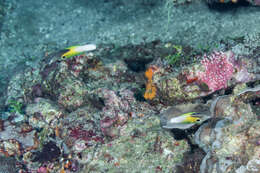 Image of Allen's tubelip wrasse