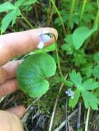 Image of marsh violet