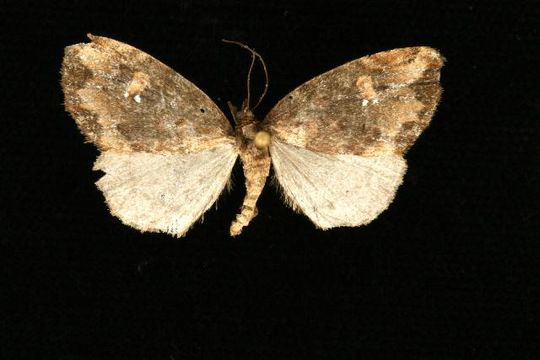 Image of <i>Euphyia</i>