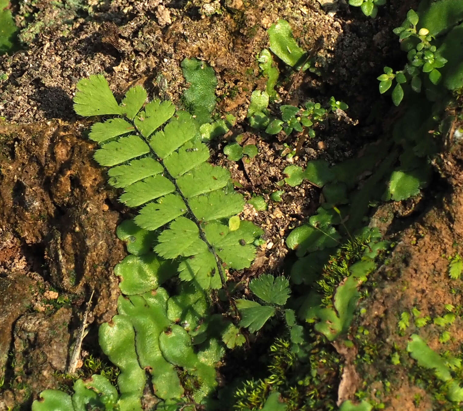 Adiantum zollingeri Mett. ex Kuhn的圖片