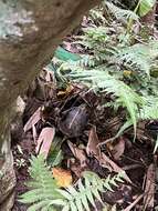 Image of Yellow-margined Box Turtle