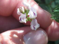 Astragalus miser var. hylophilus (Rydb.) Barneby resmi