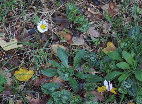 Image of Bellis sylvestris Cyr.