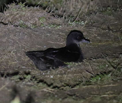 Ardenna tenuirostris (Temminck 1836) resmi