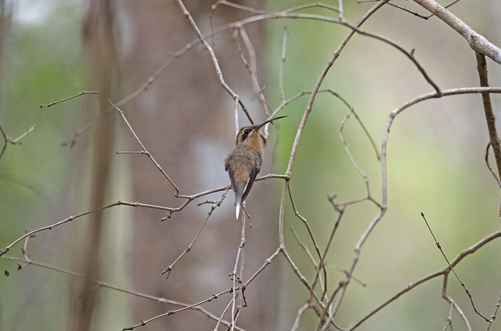 Image of Cinnamon-throated Hermit