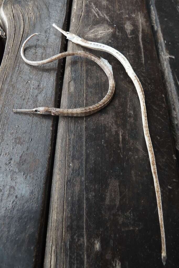 Image of Common Pipefish