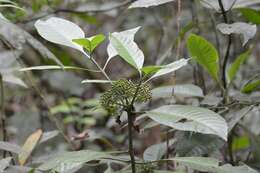 Image of Psychotria trichotoma M. Martens & Galeotti