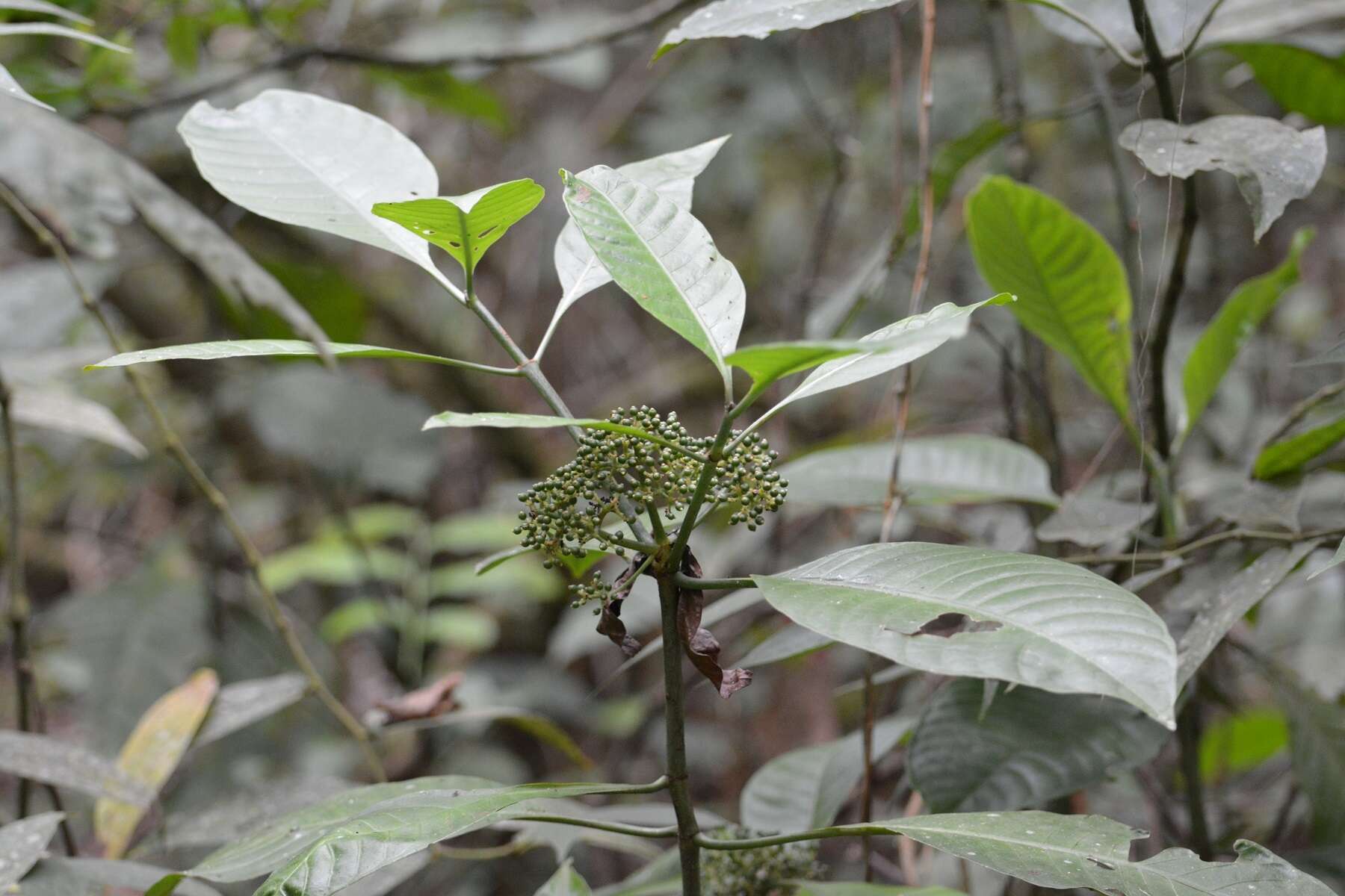 Plancia ëd Psychotria trichotoma M. Martens & Galeotti