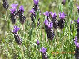 Image of French lavender