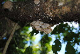 Image of Onidistus araneus Pascoe 1870