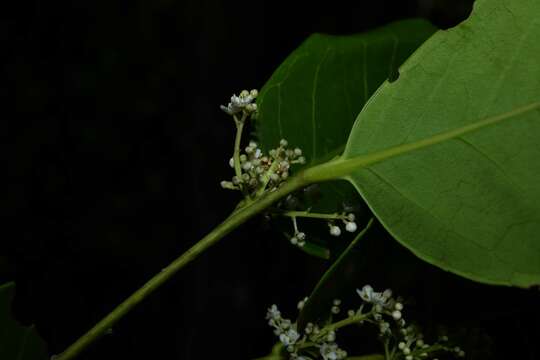 Image de Ilex guianensis (Aubl.) O. Kuntze