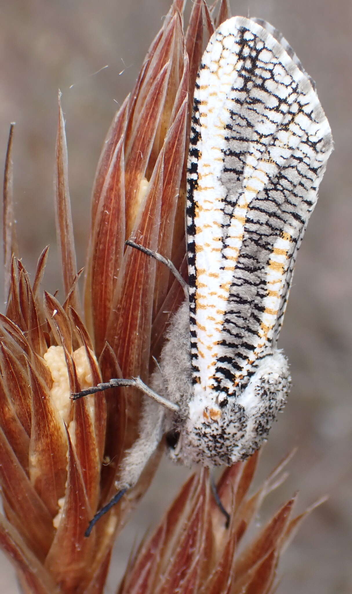 Image of Azygophleps inclusa Walker 1856