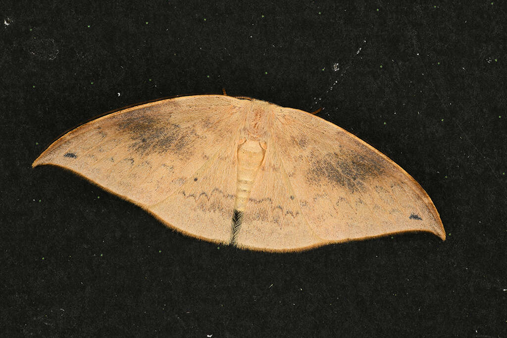 Image of Strepsigonia diluta Warren 1897