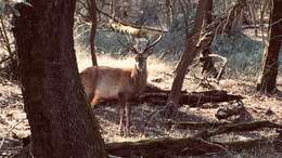 Image of <i>Cervus elaphus italicus</i>