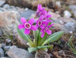 Primula tschuktschorum Kjellm. resmi