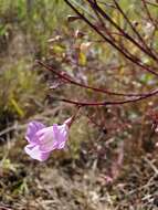 Image of stiffleaf false foxglove