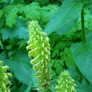 Imagem de Pedicularis bracteosa var. siifolia (Rydb.) Cronq.