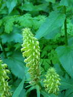 Imagem de Pedicularis bracteosa var. siifolia (Rydb.) Cronq.