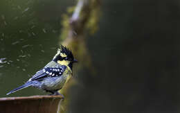 Image de Mésange jaune