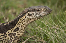 Image of White-throated Monitor