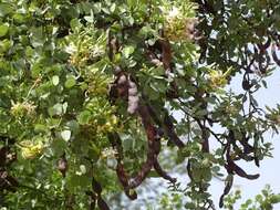 Image of Bauhinia rufescens Lam.