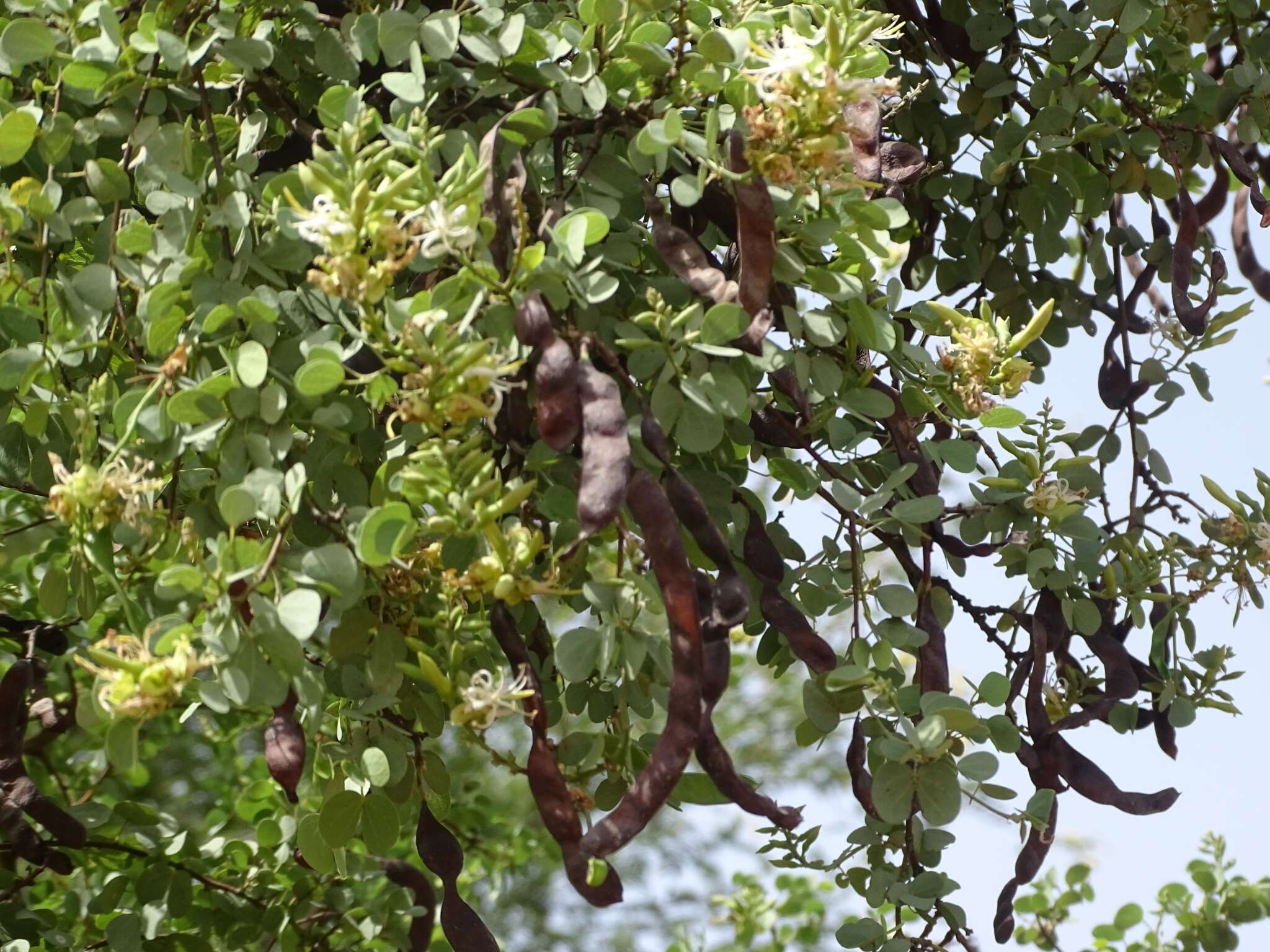 Image of Bauhinia rufescens Lam.