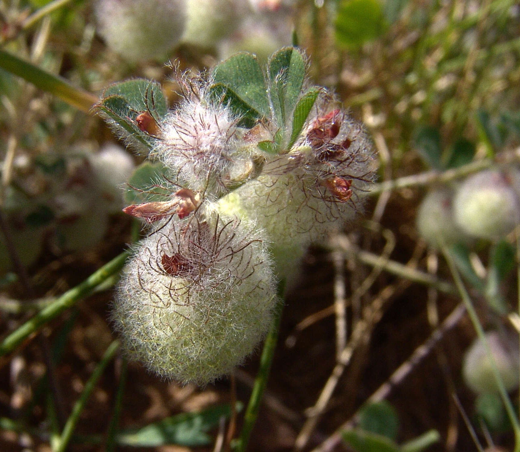 Plancia ëd Trifolium pauciflorum d'Urv.