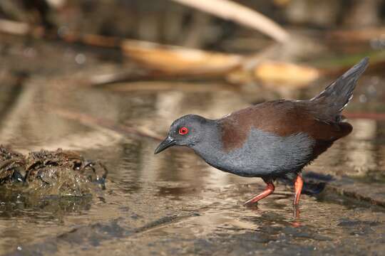 Image of Spotless Crake