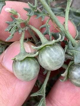 Image of cutleaf nightshade