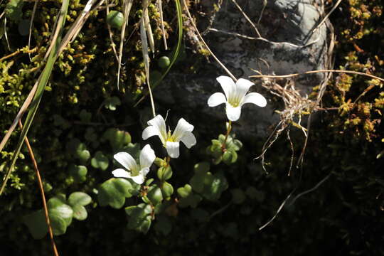 Imagem de Saxifraga sibirica L.