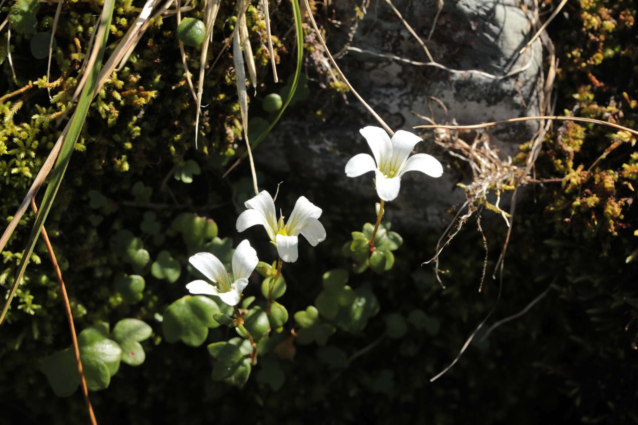 Sivun Saxifraga sibirica L. kuva