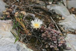 Image of Corpuscularia lehmannii (Eckl. & Zeyh.) Schwant.