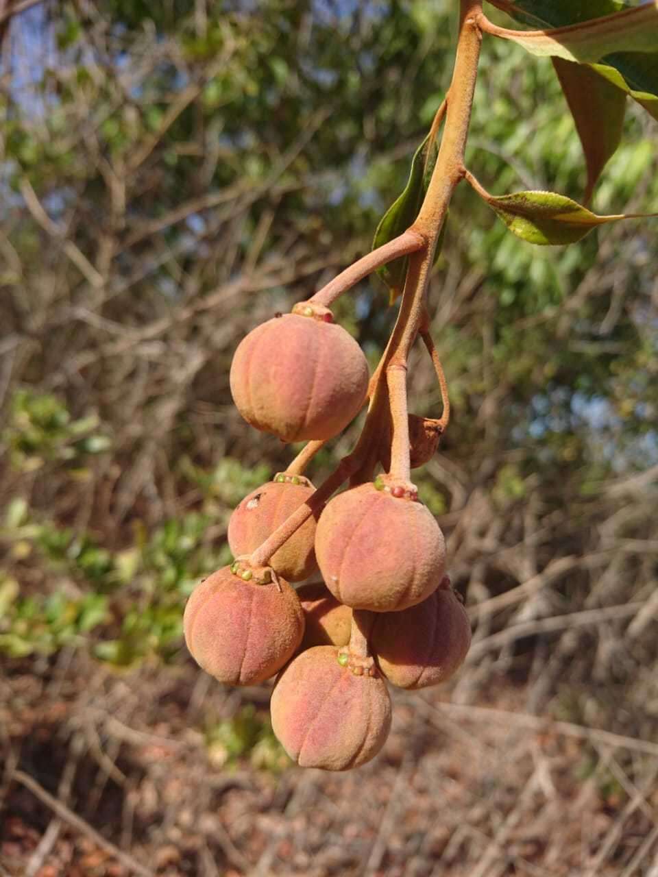 Plancia ëd Mabea fistulifera Mart.