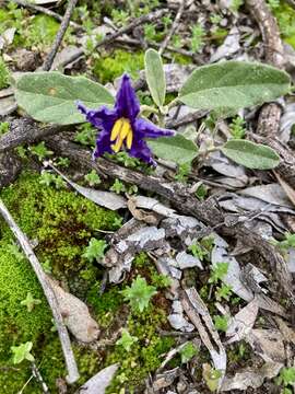 Image of Solanum esuriale Lindl.