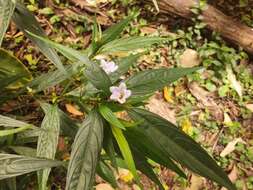 صورة Strobilanthes persicifolia (Lindl.) J. R. I. Wood