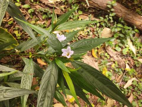 Imagem de Strobilanthes persicifolia (Lindl.) J. R. I. Wood