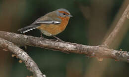 Image of Rusty-browed Warbling Finch